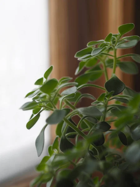 Winter. Blizzard outside the window. There is wet snow on the glass. On the window is a houseplant. — Stock Photo, Image