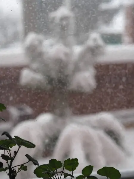 Winter. Blizzard outside the window. There is wet snow on the glass. On the window is a houseplant. — Stock Photo, Image