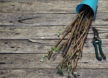 Üzümlerin kesiklerle çoğalması. Kesikler. Antik ahşap arka plandaki kesiklerin üzerinde yeşil filizlenmiş tomurcuklar. Yeni sarmaşıklar için ev bahçesi tekniği. İlkbaharda indi.
