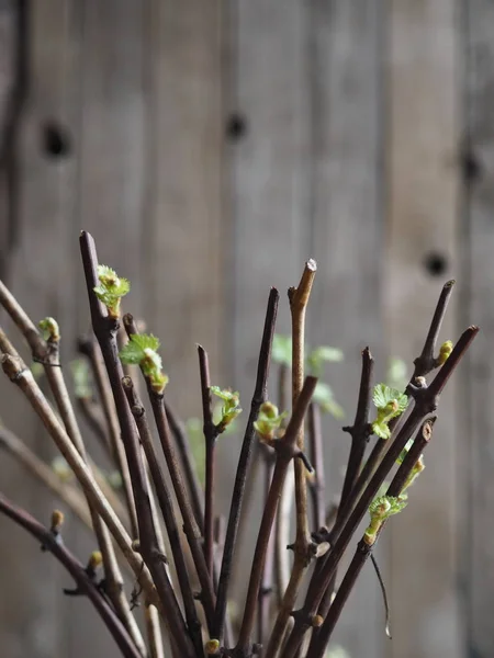 Propagation of grapes by cuttings. Cuttings. Green sprouted buds on cuttings on an ancient wooden natural background. Home gardening technique for new vines. Landed in the spring. — Stock Photo, Image