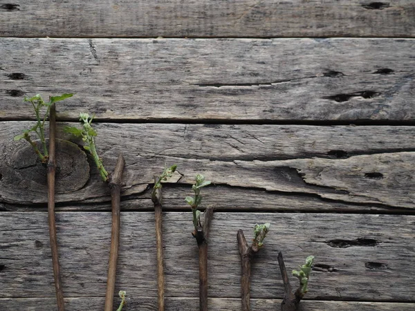 Propagação de uvas por estacas. Cortes. Os botões brotaram verdes em estacas em um antigo fundo natural de madeira. Técnica de jardinagem em casa para videiras novas. Aterrou na primavera . — Fotografia de Stock