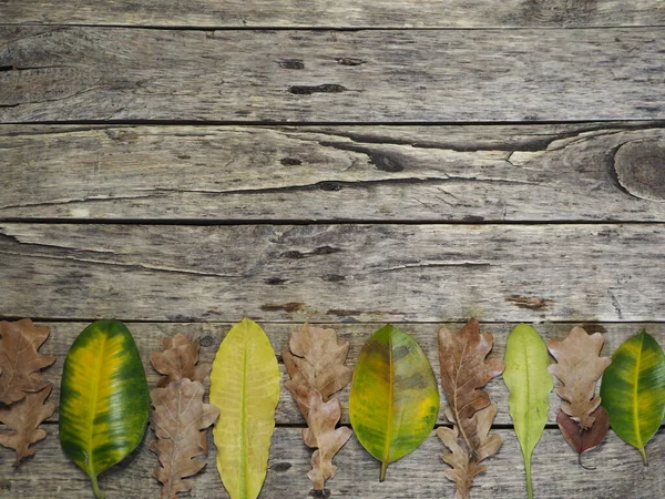 The concept of wildlife, filled with oxygen and moisture. Green and yellow leaves of plants on a wooden ancient background. Place for an inscription. — Stock Photo, Image