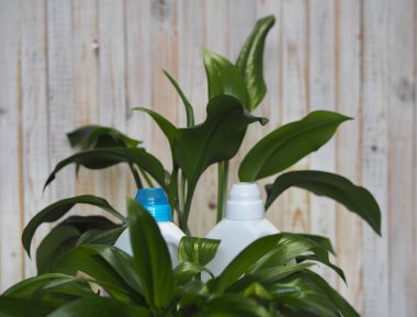 Bir bitkinin yeşil yaprakları plastik deterjan şişelerinin arka planında. Biyoorganik deterjan ürünü konsepti.