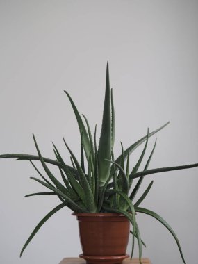 Aloe Vera sıcak havaya dayanıklı tropikal bir bitkidir. Yararlı bir bitkisel ilaç olarak kullanılır. Ev bitkisi.