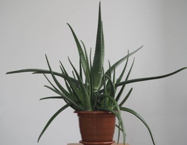 Aloe Vera sıcak havaya dayanıklı tropikal bir bitkidir. Yararlı bir bitkisel ilaç olarak kullanılır. Ev bitkisi.