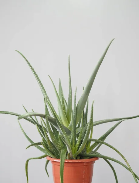 Aloe Vera sıcak havaya dayanıklı tropikal bir bitkidir. Yararlı bir bitkisel ilaç olarak kullanılır. Ev bitkisi. — Stok fotoğraf