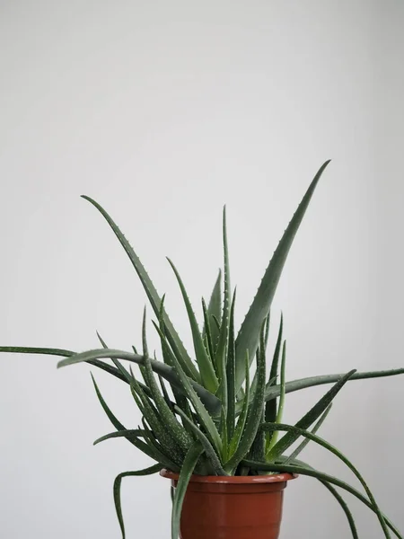 Aloe Vera sıcak havaya dayanıklı tropikal bir bitkidir. Yararlı bir bitkisel ilaç olarak kullanılır. Ev bitkisi. — Stok fotoğraf