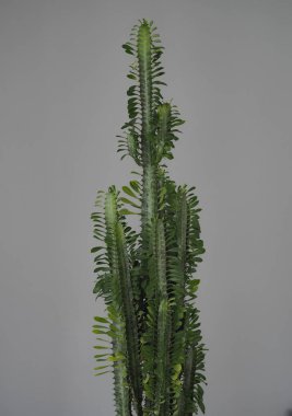 Popüler adı Euphorbia üçgen dikenli. Yararlı ve zararlı. Kaktüs Spurge. Tropik çiçek. Evde yetişir..