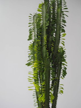 Popüler adı Euphorbia üçgen dikenli. Yararlı ve zararlı. Kaktüs Spurge. Tropik çiçek. Evde yetişir..