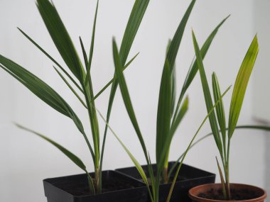 Tohumlardan yetişen genç hurma ağaçları. Bahar nakline ihtiyacım var. Evde yetiş..