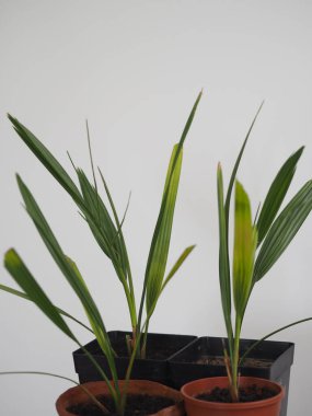 Tohumlardan yetişen genç hurma ağaçları. Bahar nakline ihtiyacım var. Evde yetiş..