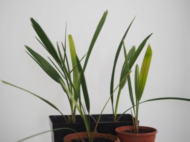 Tohumlardan yetişen genç hurma ağaçları. Bahar nakline ihtiyacım var. Evde yetiş..