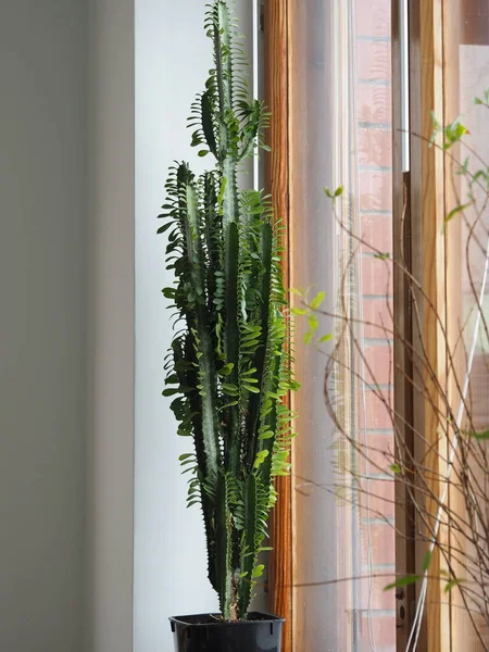 Der Volksmund nennt Euphorbia dreieckig stachelig. Nutzen und Schaden. Kaktusmilch. Tropenblume. Es wächst zu Hause. — Stockfoto