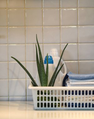 Çevre dostu doğal deterjan kavramı. Seramik fayansların arka planında aloe vera bitkisi olan deterjan ve temizlik ürünleri. Ev temizliği.