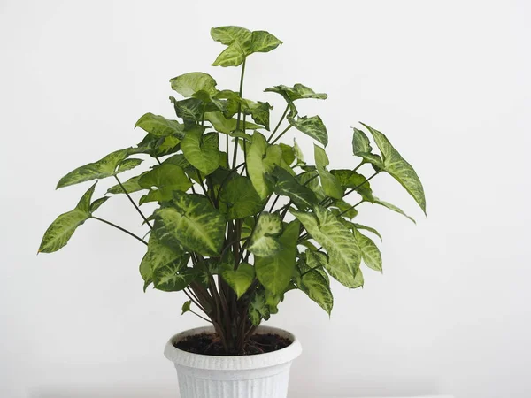 Syngonium liana with a bright upper side of the leaves at home. Home plants in the winter garden. Evergreens. — Stock Photo, Image