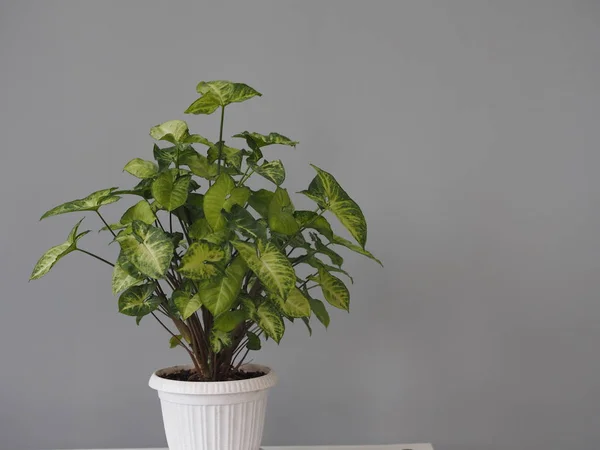 Syngonium liana con un lado superior brillante de las hojas en casa. Plantas caseras en el jardín de invierno. Perennes . — Foto de Stock