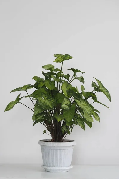 Syngonium liana con un lado superior brillante de las hojas en casa. Plantas caseras en el jardín de invierno. Perennes . — Foto de Stock