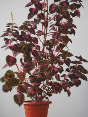 Red-green leaves of decorative nettle Coleus blumei. Blooms. Home collection. Winter Garden.
