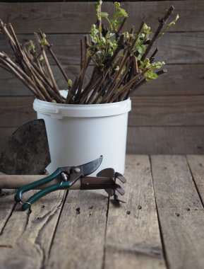 Kurumuş takvim çiçekleri, antik ahşap bir masada çay demlemek için. Sağlık ve İlaç.