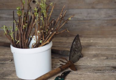 Kurumuş takvim çiçekleri, antik ahşap bir masada çay demlemek için. Sağlık ve İlaç.