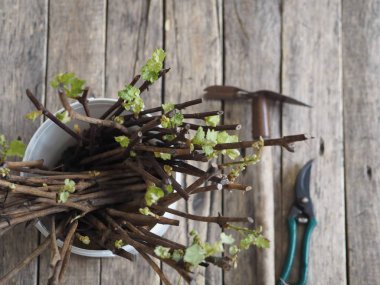 Kurumuş takvim çiçekleri, antik ahşap bir masada çay demlemek için. Sağlık ve İlaç.