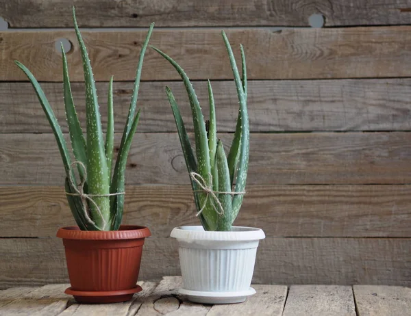 Evde yetişen bir bitkinin filizlerini dikmek Aloe Vera. Kış bahçesini çoğaltıyoruz. Ahşap eski arkaplan. — Stok fotoğraf