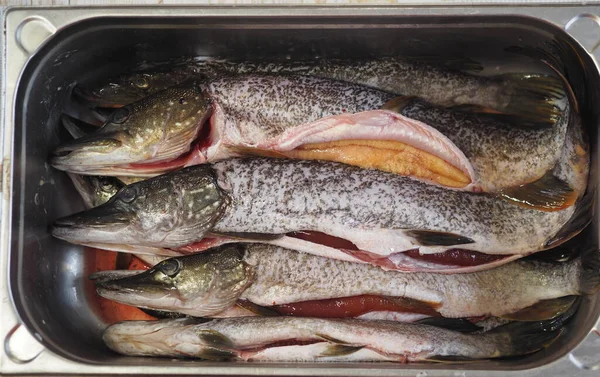 Lucio de río en un tanque de metal. Limpio y preparado para la matanza. Pesca de invierno . — Foto de Stock