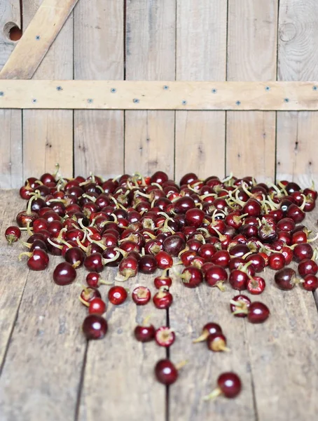 Pimienta roja picante redonda seca sobre un fondo de madera. Crecemos y nos secamos. Productos ecológicos . — Foto de Stock
