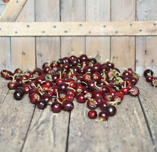 Rosso rotondo peperoncino piccante essiccato su fondo di legno. Cresciamo e ci asciughiamo. Prodotti biologici . — Foto Stock