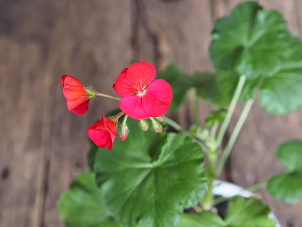 木制背景上的红色小天琴花。Pelargonium. — 图库照片