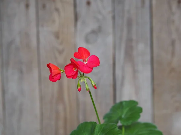 木制背景上的红色小天琴花。Pelargonium. — 图库照片