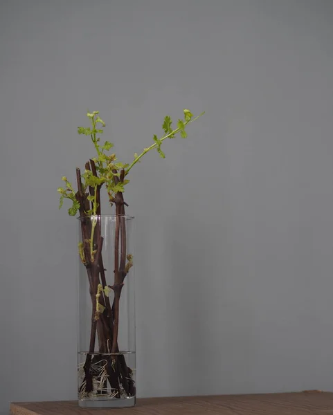 Cutting grapes. New processes on the stalks of grapes. Propagation of grapes. — Stock Image Cutting grapes. New processes on the stalks of grapes. Propagation of grapes. Stock Photo