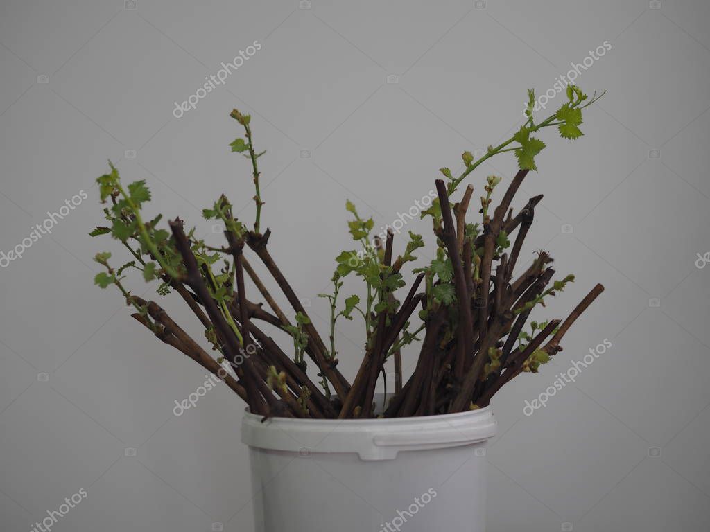 Cortar uvas. Nuevos procesos en los tallos de las uvas. Propagación de