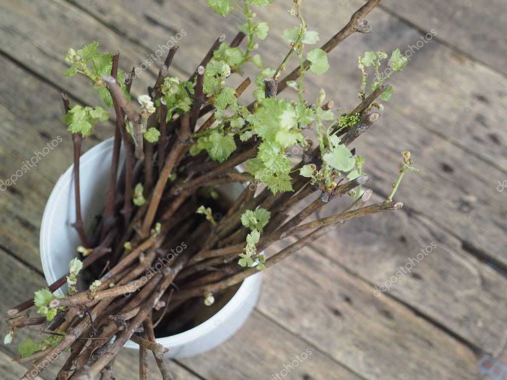 Cortar uvas. Nuevos brotes en los tallos de uvas sobre un fondo antiguo