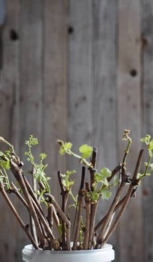 Üzüm kesmek. Üzüm saplarında yeni filizler ve kökler. Depoya iniyor. Kesme işlemleri ekime hazırlanıyor.