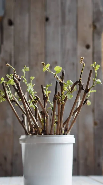 Cutting grapes. New shoots and roots on the stalks of grapes. Landing in the tank. Preparing cuttings for planting. — Stock Photo, Image