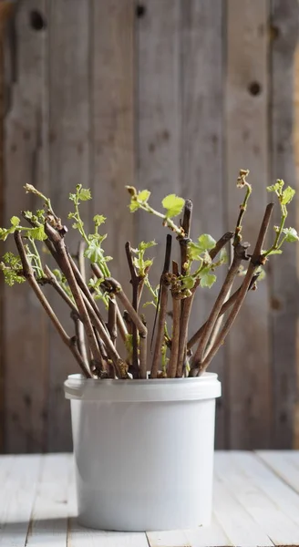 Cutting grapes. New shoots and roots on the stalks of grapes. Landing in the tank. Preparing cuttings for planting. — Stock Photo, Image