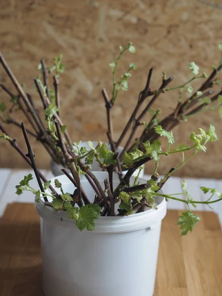 Tagliare l'uva. Nuovi germogli e radici sugli steli dell'uva. Atterraggio nel serbatoio. Preparazione di talee per la piantagione . — Foto Stock