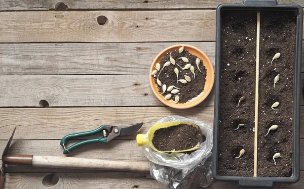 The concept of preparing for the planting spring season. Sprouted seeds are planted in a container for seedlings. Wooden background. — Stock Photo, Image