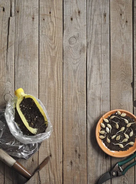 The concept of preparing for the planting spring season. Sprouted pumpkin seeds for planting. Wooden background. — Stock Photo, Image