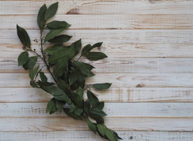 Kurumuş defne yaprağı dalı. İlaç ve gıda endüstrisinde kullanılıyor. Organik yiyecekler.