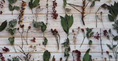 Kurutulmuş şifalı bitkiler kullanma kavramı. Farklı şifalı bitkilerle ahşap beyaz arka plan. Bitkiler ve çiçeklerle beden eğitimi..