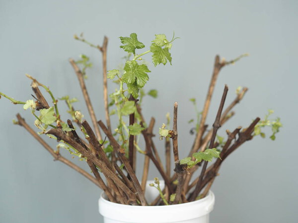 Gardening. Cutting grapes. New processes on the stalks of grapes. Propagation of grapes.