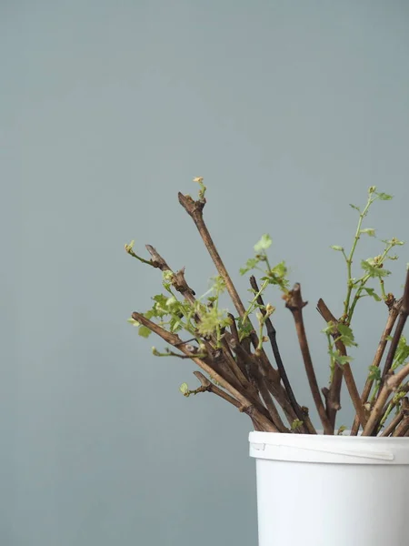 Giardinaggio. Tagliare l'uva. Nuovi processi sugli steli dell'uva. Propagazione delle uve . — Foto Stock