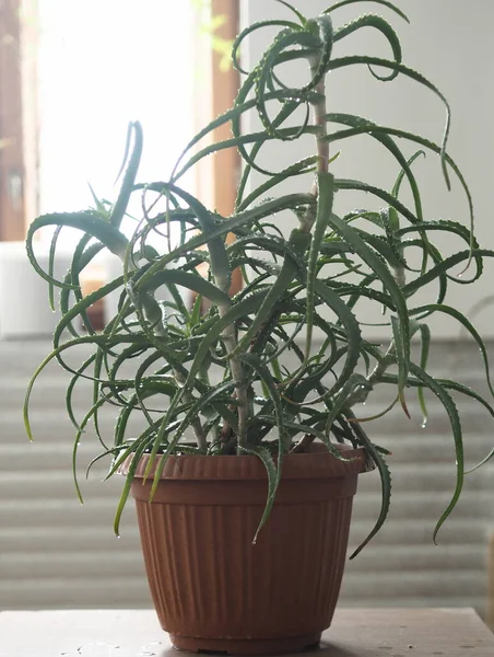 Aloë boom agave, medicinale huishoudelijke plant in de winter. Tropisch. — Stockfoto