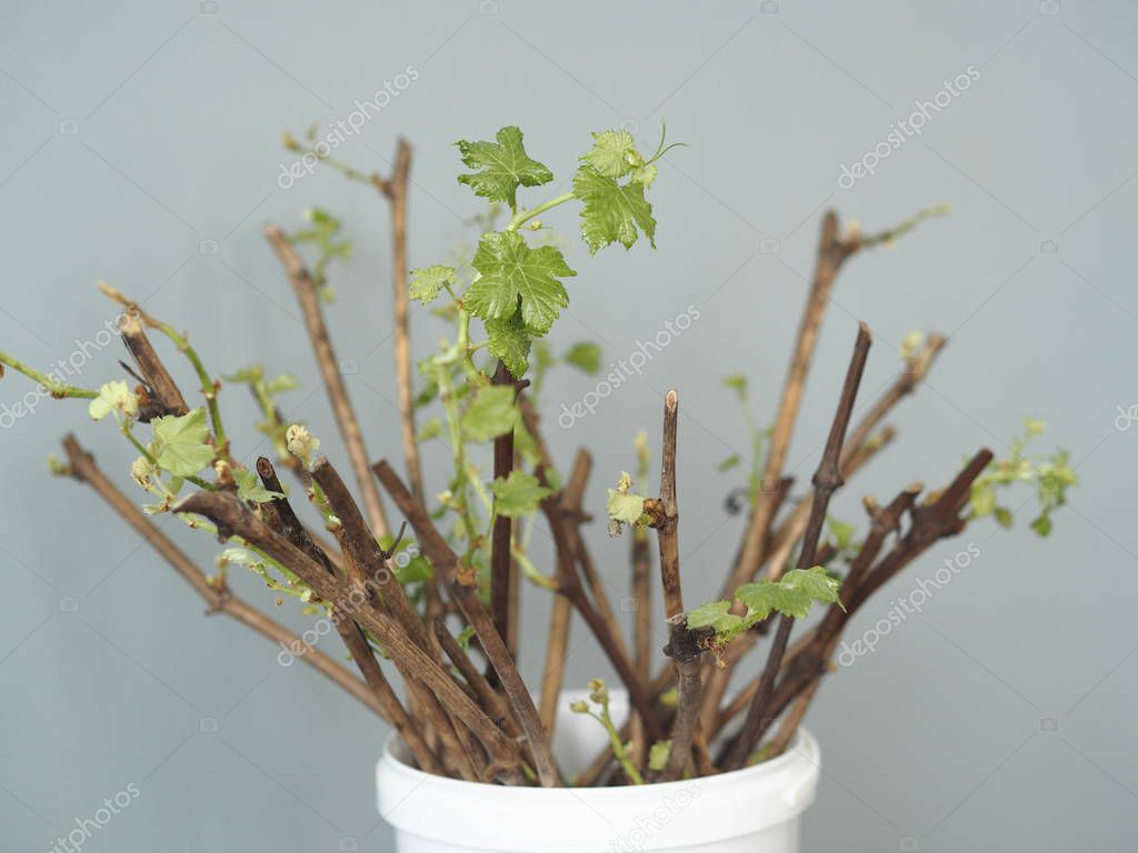 Jardinería. Cortar uvas. Nuevos procesos en los tallos de las uvas