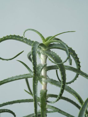 Aloe agave, kışın şifalı yerli bitki. Tropik.