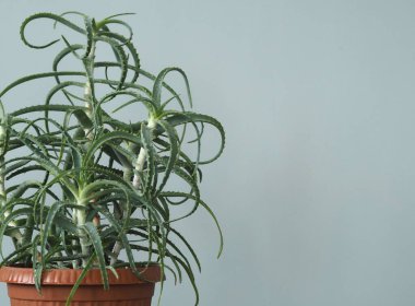 Aloe agave, kışın şifalı yerli bitki. Tropik.