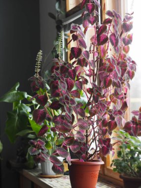 Renkli Coleus beyaz çiçeklerle çiçek açar. Kapalı alandaki bitki koleksiyonu.