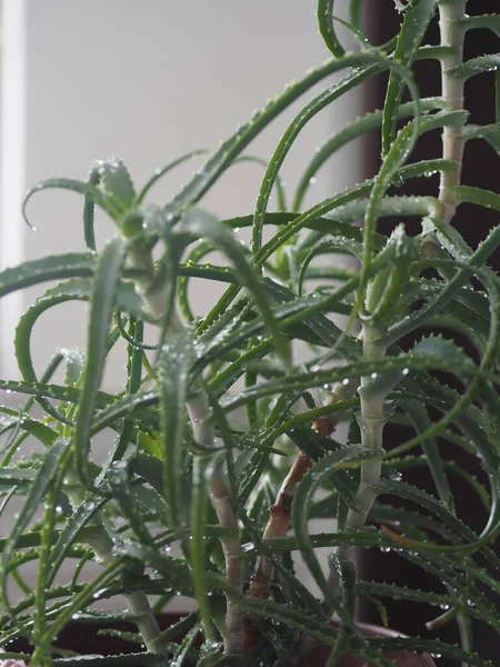 Алоэ агава, лекарственное растение зимой. Феликс . — стоковое фото